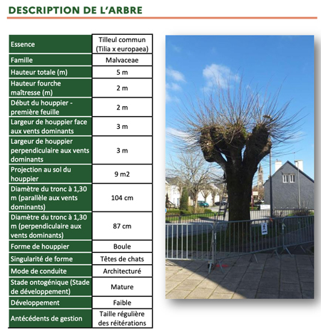 Descriptif tilleul