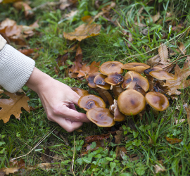 champignons