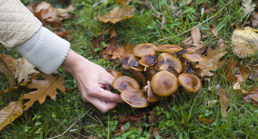 champignons