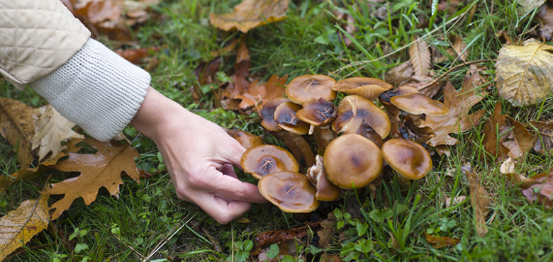 champignons