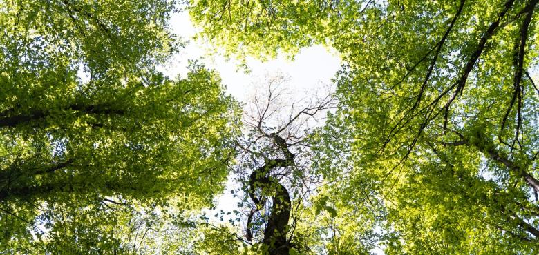 Elagage des arbres